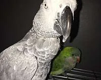 African grey parrot