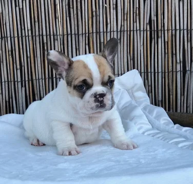 Healthy french bulldog puppies for sale
