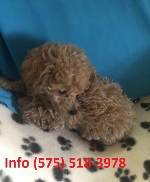 Piejt toy poodle puppies for sale