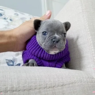 ^ teacup french bulldog pups ready*