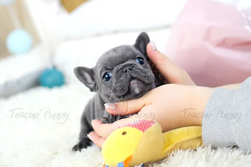 Beautiful male and female frenchies