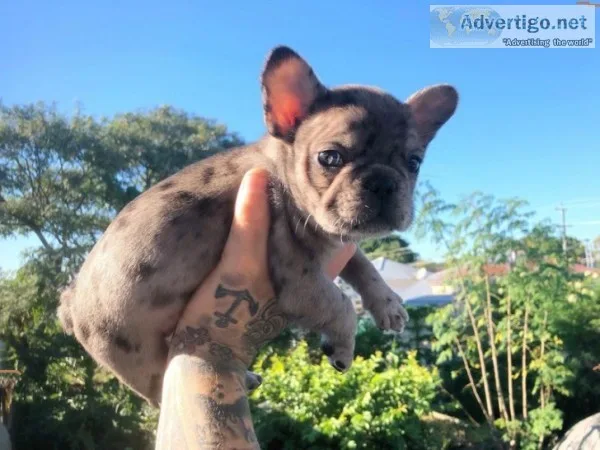 Male and female mini french bulldog pups