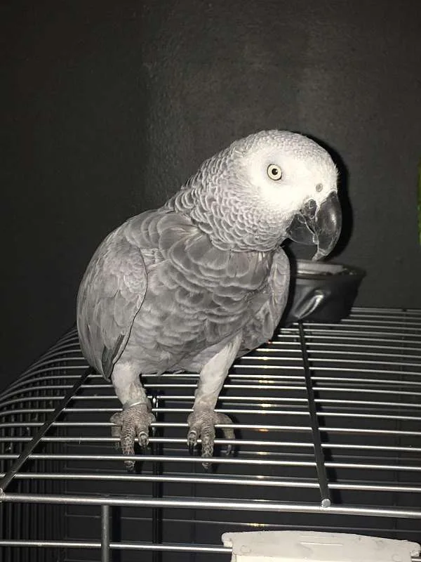 African grey parrot