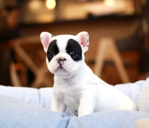 Mini french bulldogs
