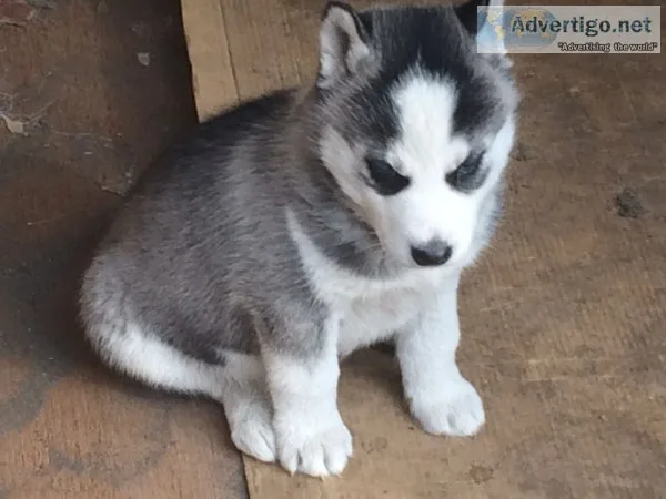 Free to good homes husky puppies