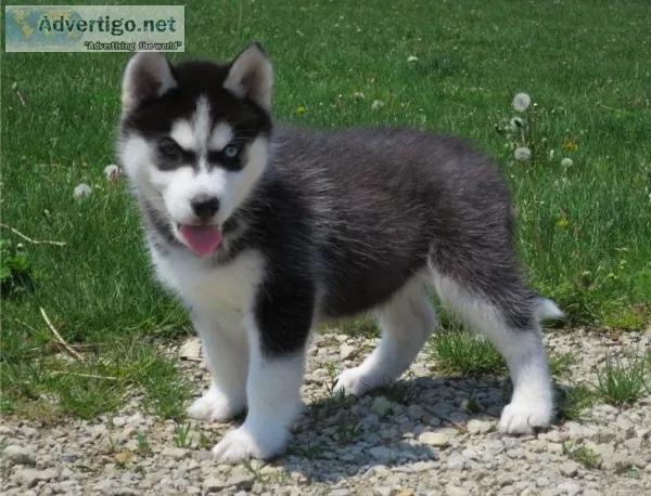 Free siberian husky available