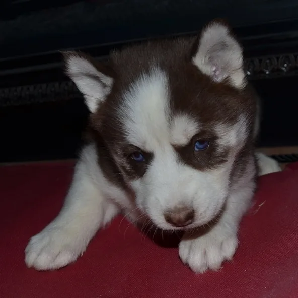 Free to good homes husky puppies