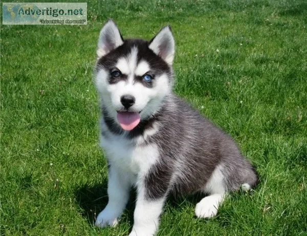 Free siberian husky available