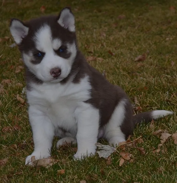 Free siberian huskies for you