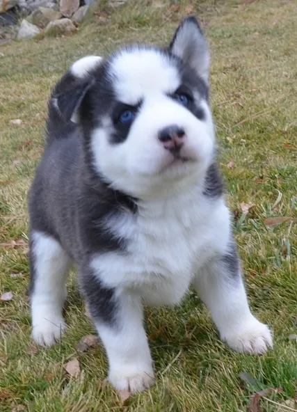 Free siberian husky puppies ready