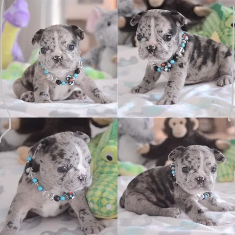 French bulldog puppies for sale now