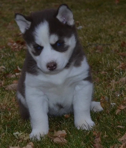 Free puppies for new homes