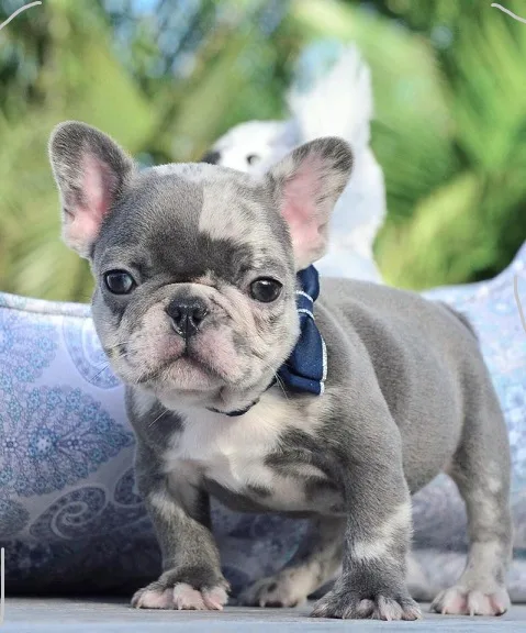 New litterhealthy french bulldogs pups