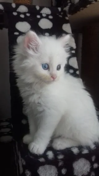 Great maine c--n kittens