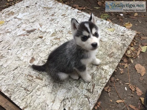 Free husky puppies