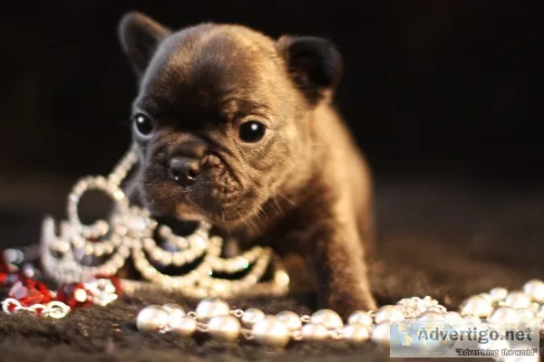 Perfect french bulldog pups ready to go