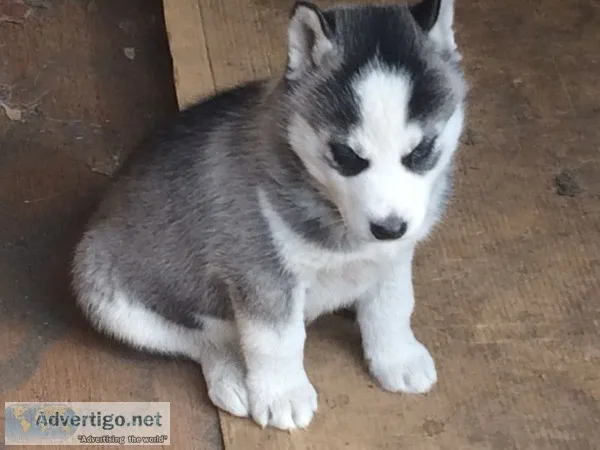 Free siberian huskies for your home