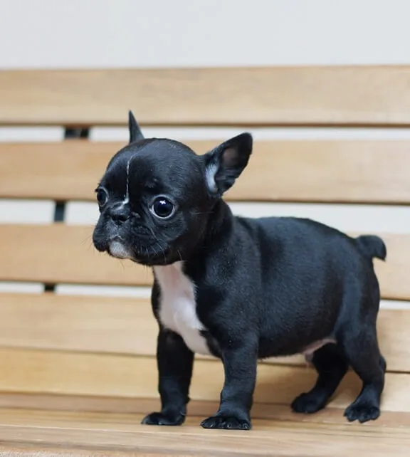Adorable french bulldogs pups for sale