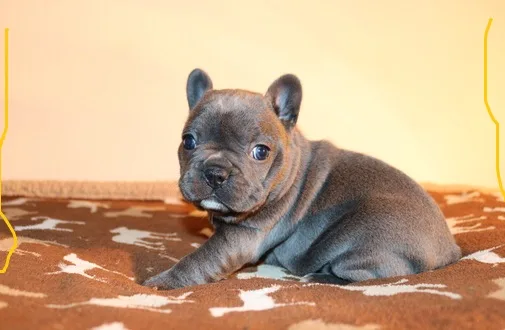 French bulldog puppies for sale now