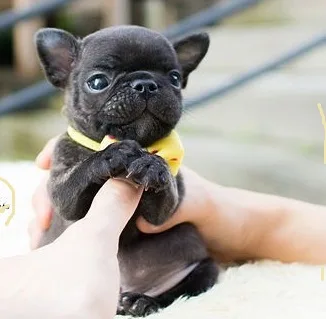 New litterhealthy french bulldogs pups