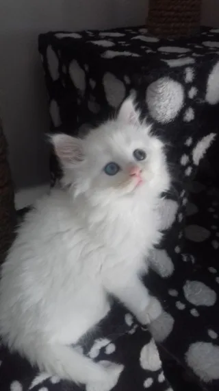 Great maine c--n kittens