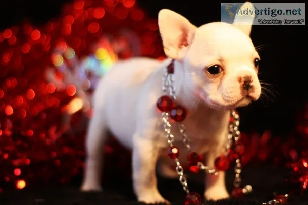 Perfect french bulldog pups ready to go