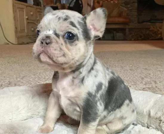 Adorable french bulldogs pups for sale