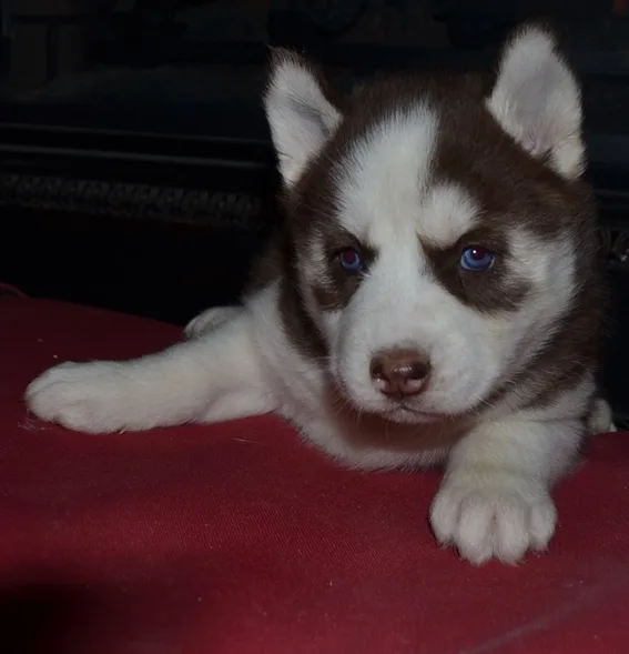 Free to loving home puppies