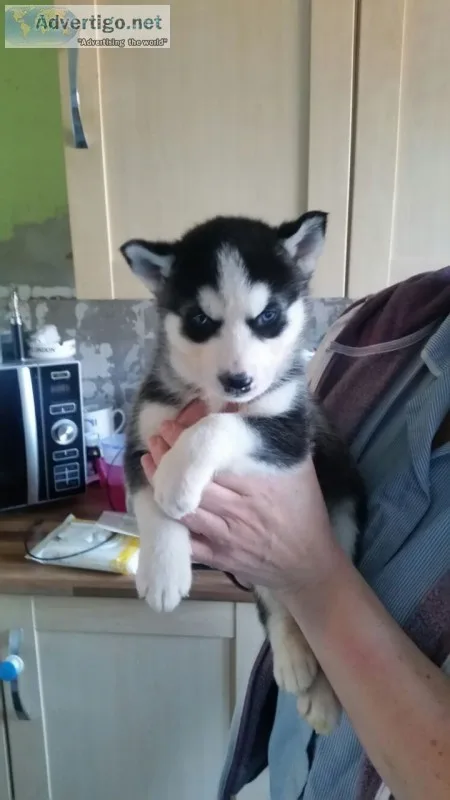 Free siberian huskies for you
