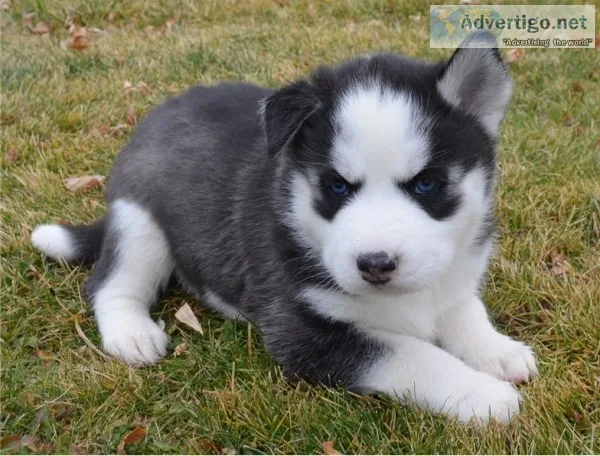 Free siberian husky puppies ready
