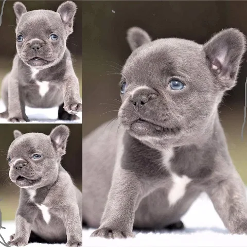 French bulldog puppies for sale now