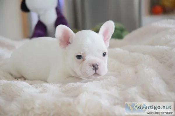 New litterhealthy french bulldogs pups