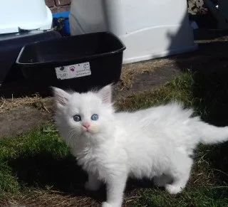 Great maine c--n kittens