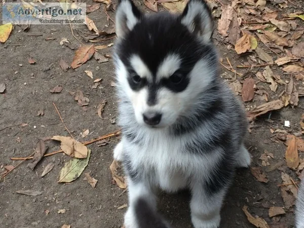 Free husky puppies