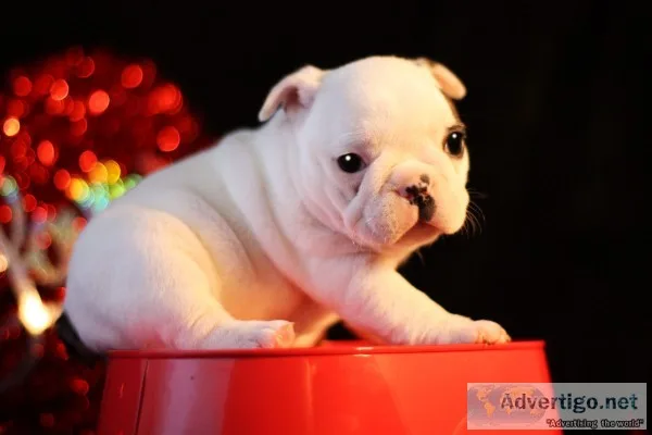 Perfect french bulldog pups ready to go