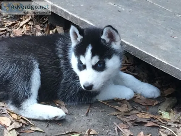 Free siberian huskies for your home
