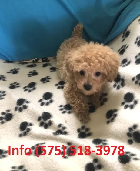 Ldenr toy poodle puppies for sale 