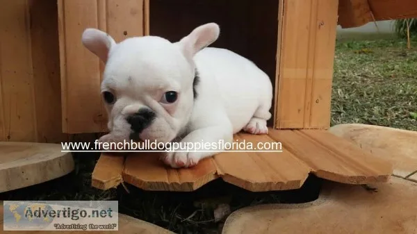 Puppies for sale