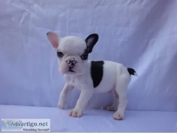 Top quality french bulldogs pups availab
