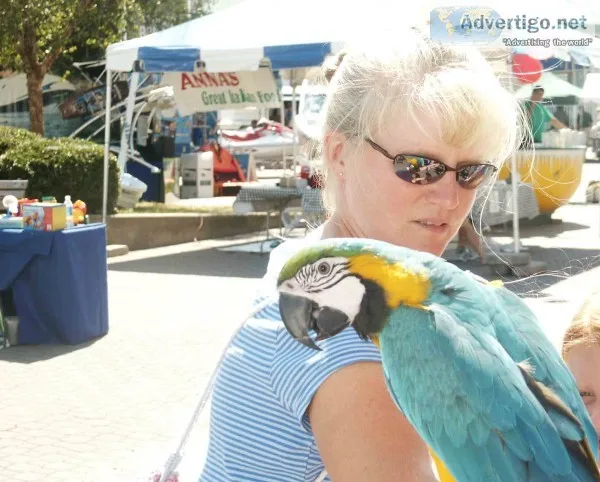  *blue and gold macaw parrot *