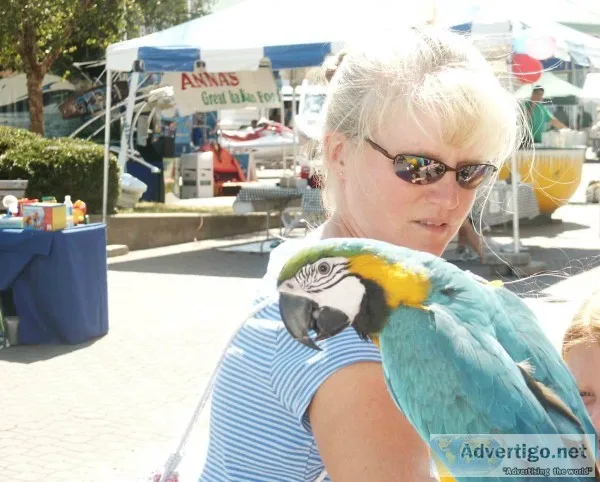 Blue and gold macaw