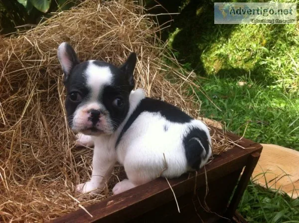 Puppies for sale