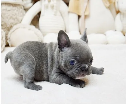 Top quality french bulldogs pups availab