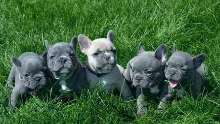  gorgeous french bulldog puppies availab