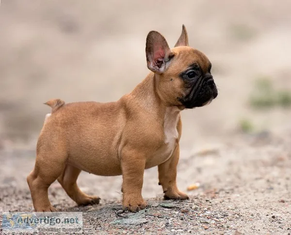  french bulldog puppies for sale 50% off