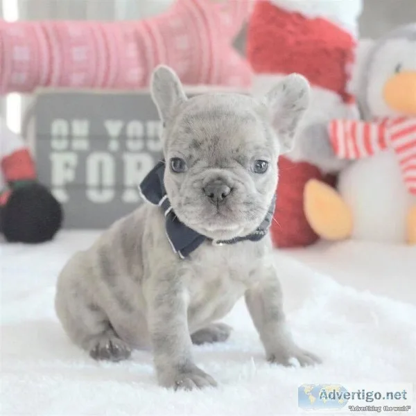  charming french bulldog puppies 