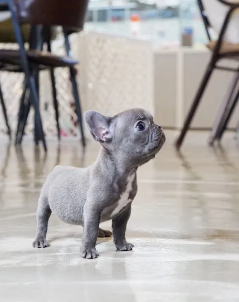 french bulldogs pups for re-homing