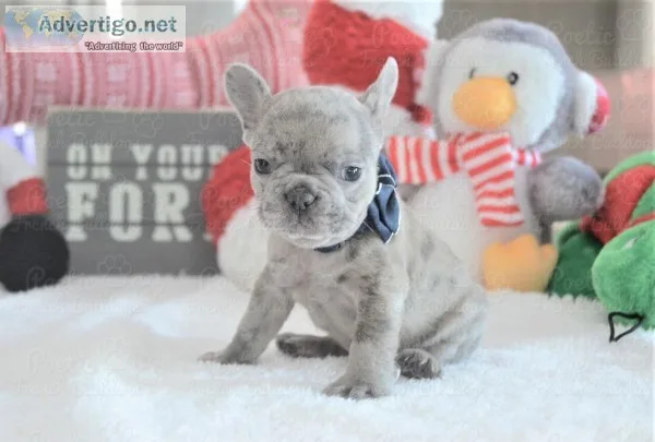  super healthy frenchies puppies