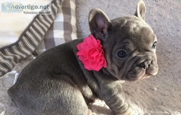  beautiful french bulldog puppies