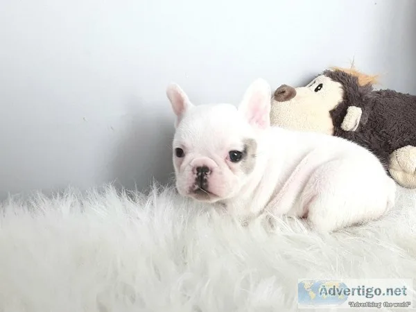  lovely french bulldog puppies ready
